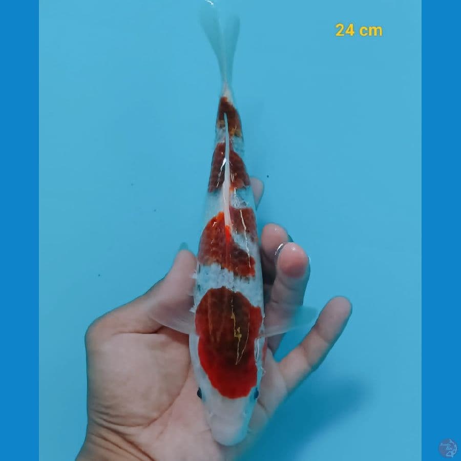 goromo 24 cm