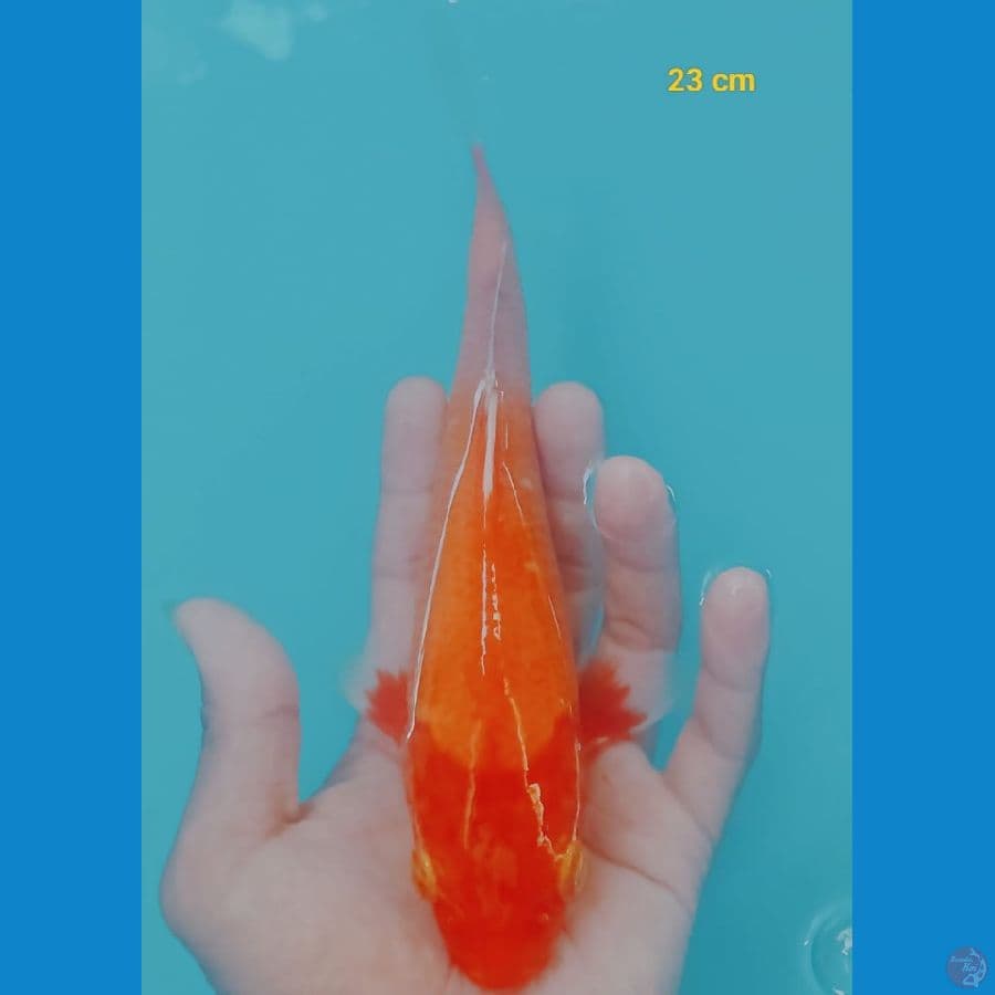 Akahajiro 23 cm