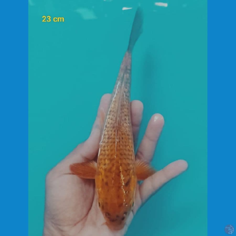Cagoi tembaga ginrin 23cm
