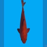 Chagoi Tembaga 40cm