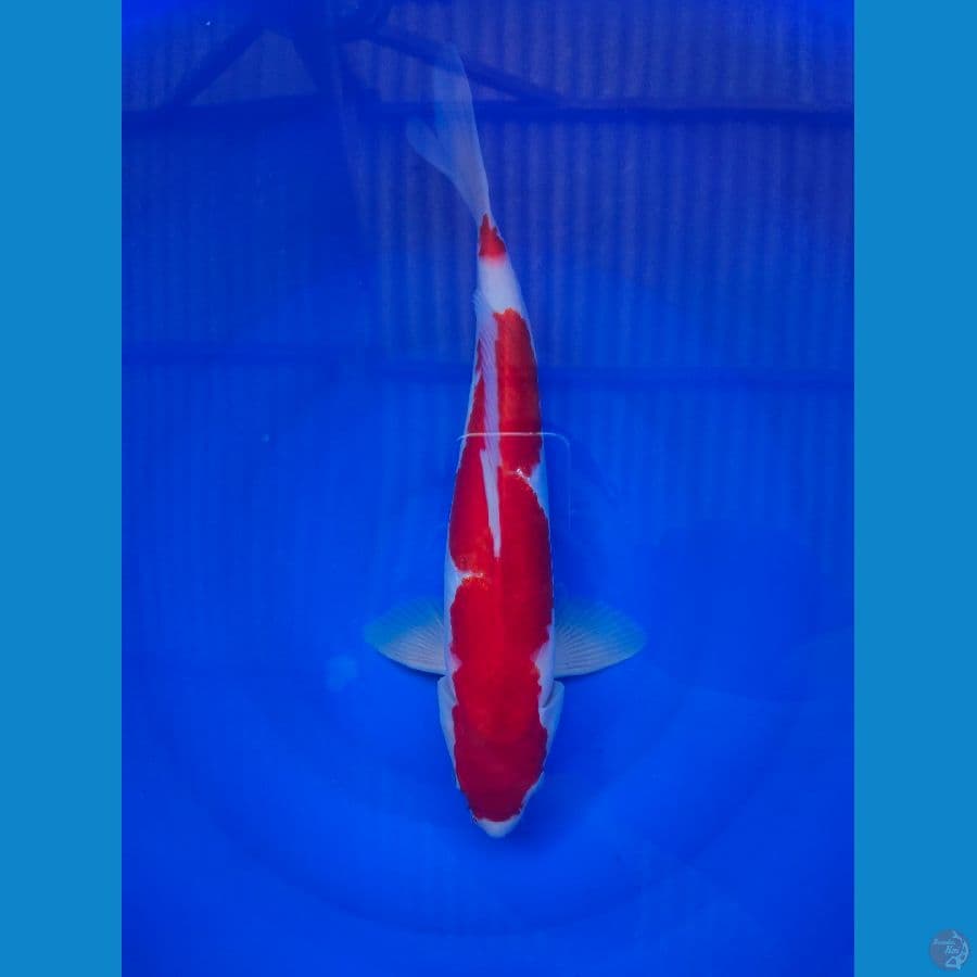 Kohaku Inazuma 39cm