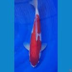 Kohaku Original 40cm