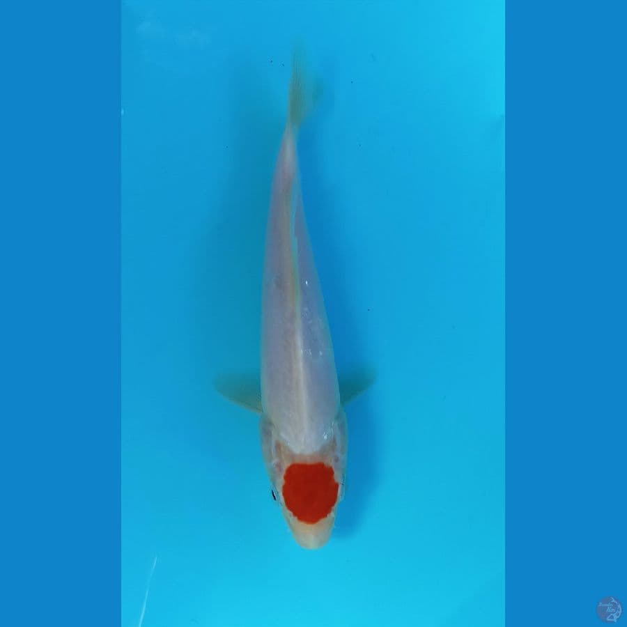 tancho 20cm
