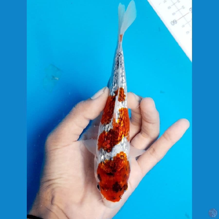 Ghosiki ginrin 17cm