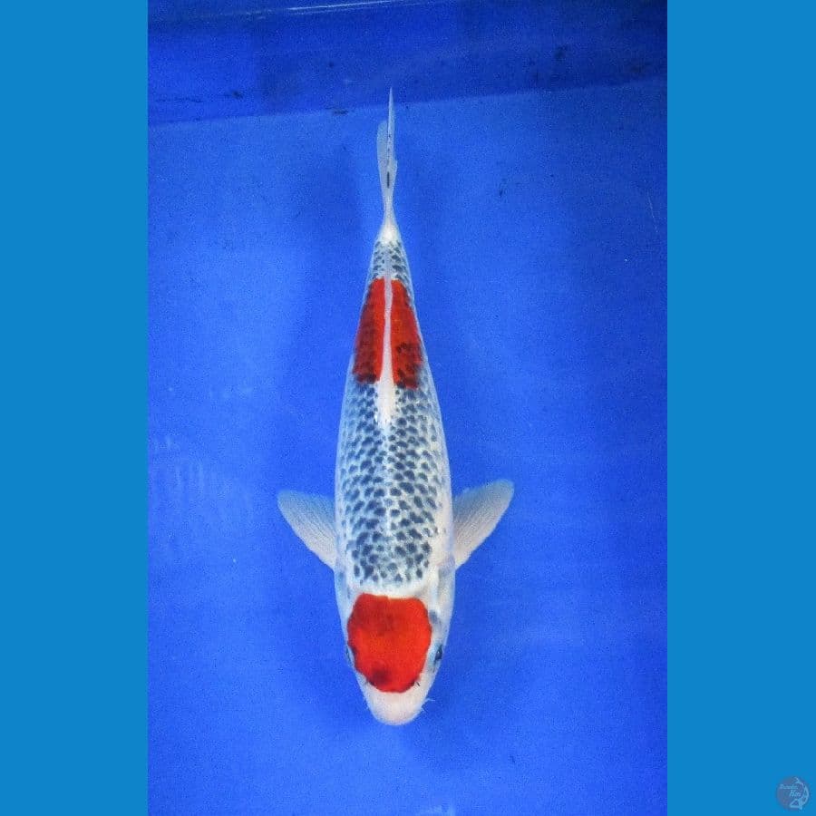 goshiki ±31cm