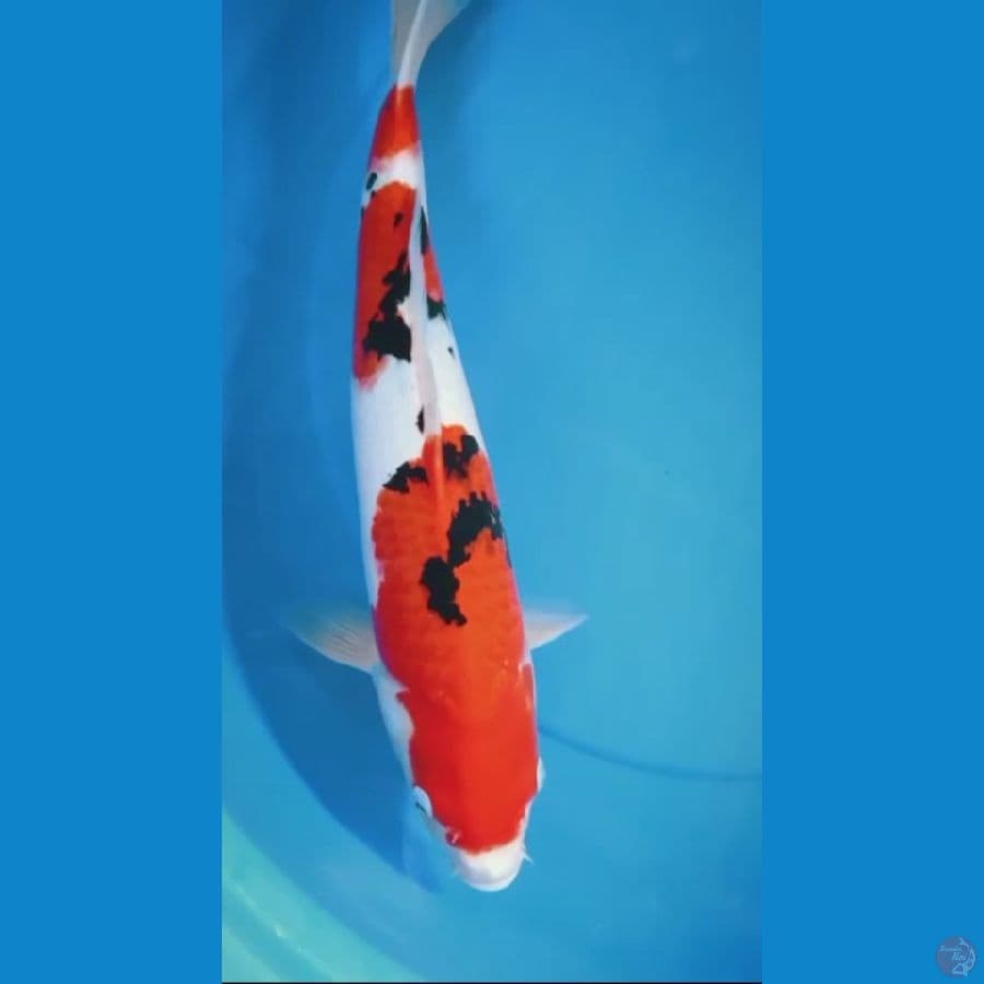 shanke male 42cm