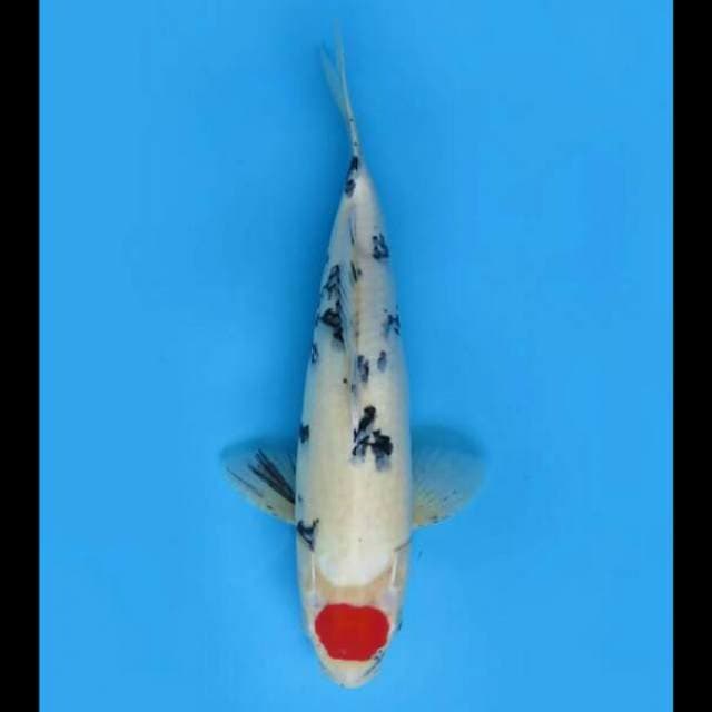 38cm - Red Tancho Sanke Ori 