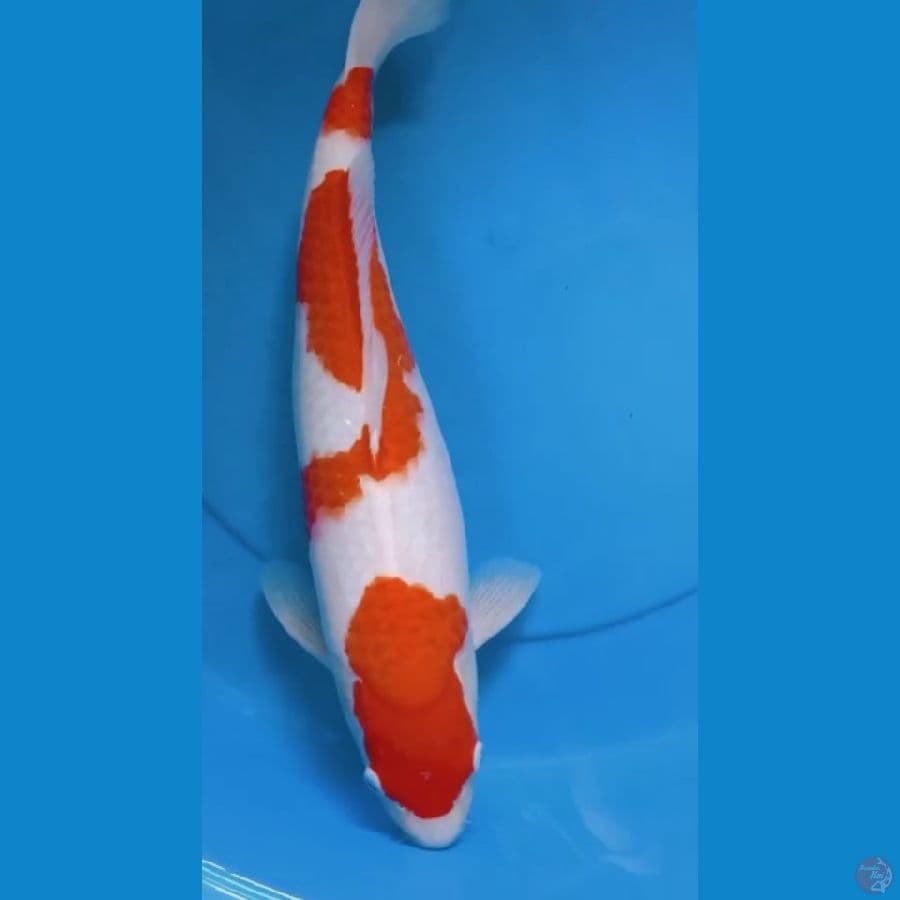 Kohaku female 45cm