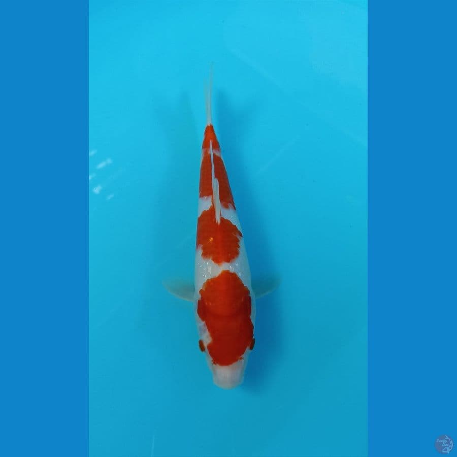 kohaku 24cm