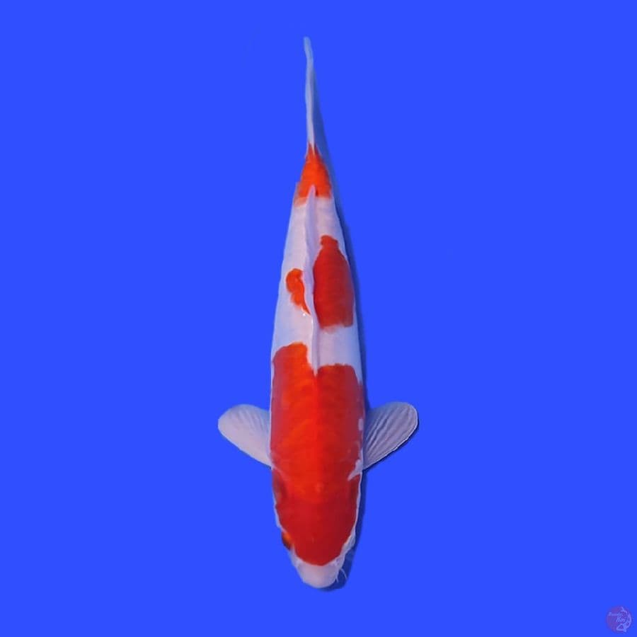 KOHAKU DOITSUU HQ 31 CM ORIGINAL
