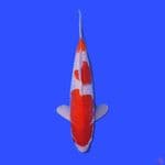 KOHAKU DOITSUU HQ 31 CM ORIGINAL 