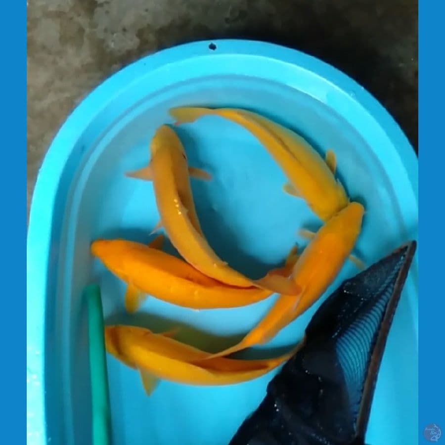 paket karashi 35-37cm