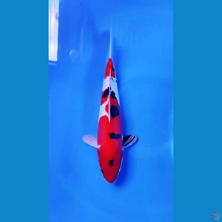 SANKEE DOITSU STRONG 29 cm male