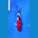 SANKEE DOITSU STRONG 29 cm male
