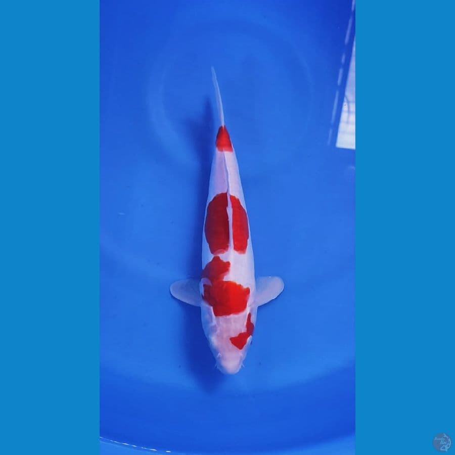 KOHAKU DOISTU SQ 27 CM ORIGINAL