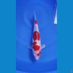 KOHAKU DOISTU SQ 27 CM ORIGINAL 