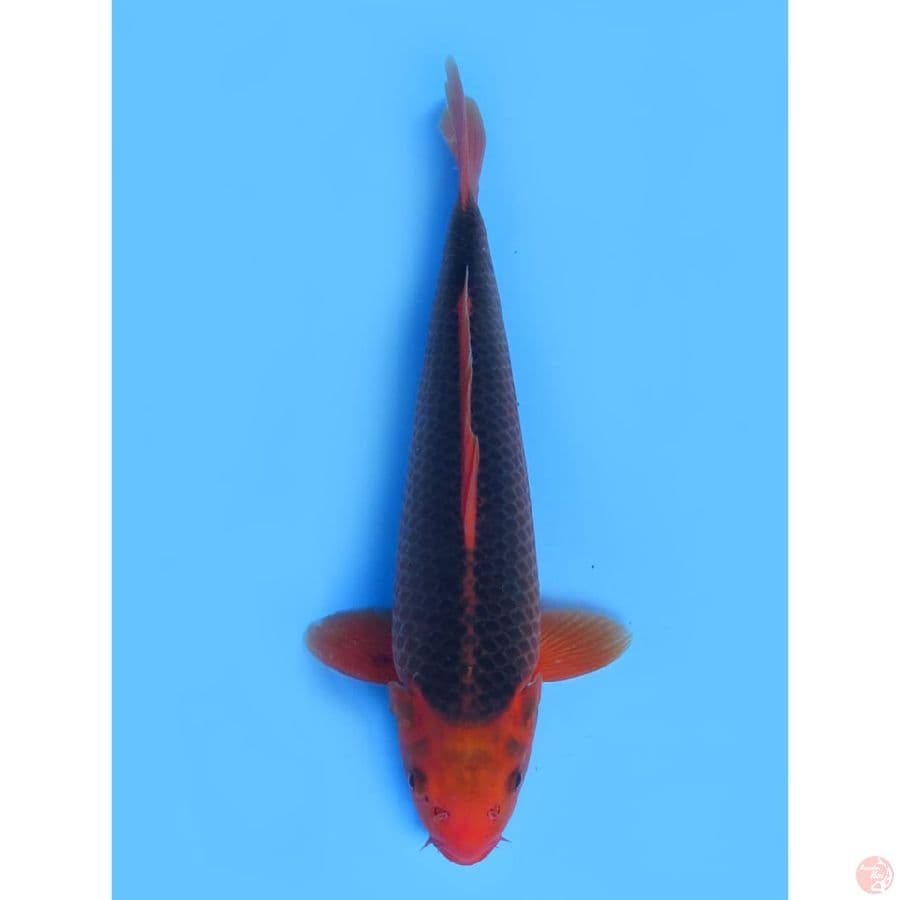 Matsuba Male - 38cm
