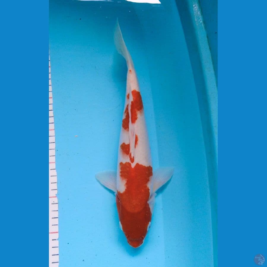 Kohaku original merah strong