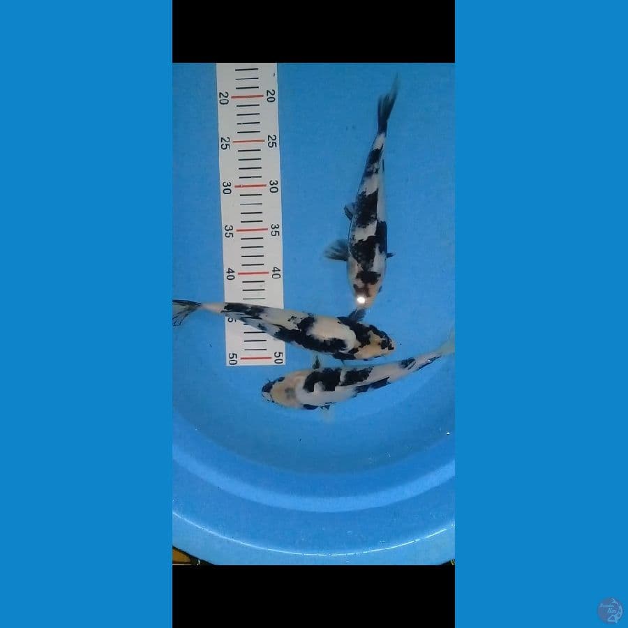 Koi Shiro 24-27cm
