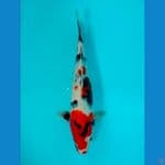 showa 32cm