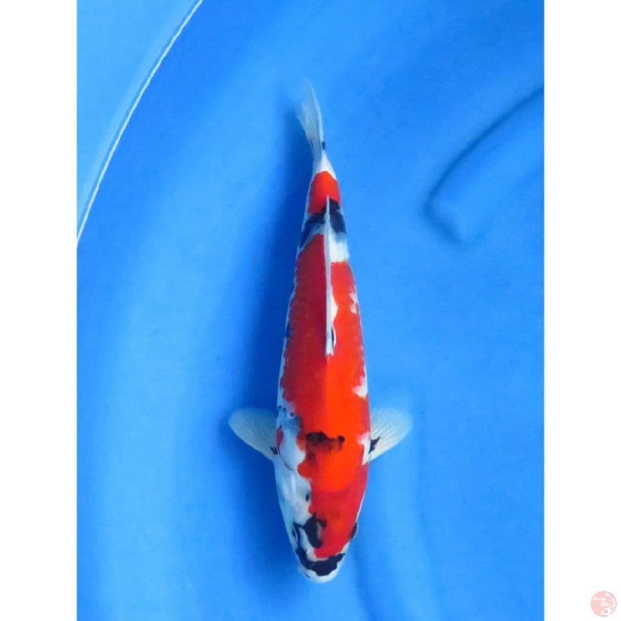 HQ F1 Red Showa - 31cm