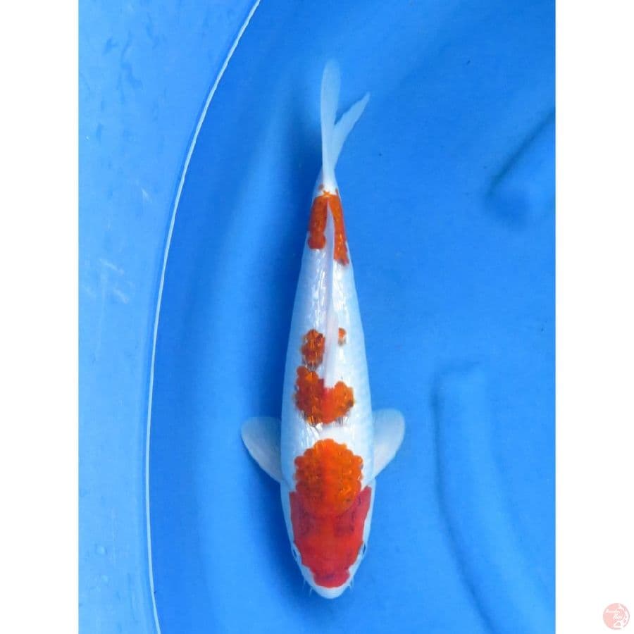 Ai Goromo Ginrin Male - 36cm