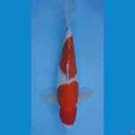 KOHAKU STEP DUA SIZE 36 CM MALE