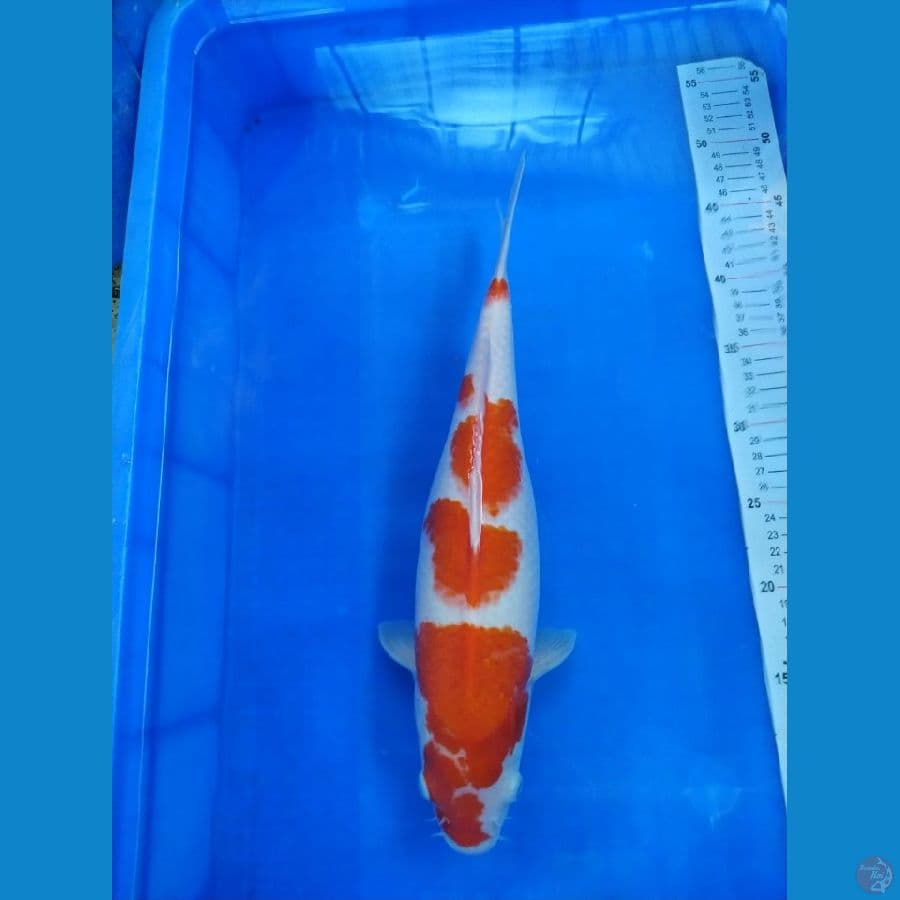 KOHAKU ORIGINAL 39 CM