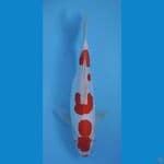 KOHAKU DOITSU 32 CM