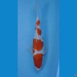 KOHAKU GINDRIN 32 CM