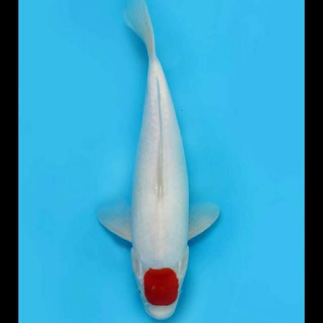 38cm - Tancho Kohaku Original 
