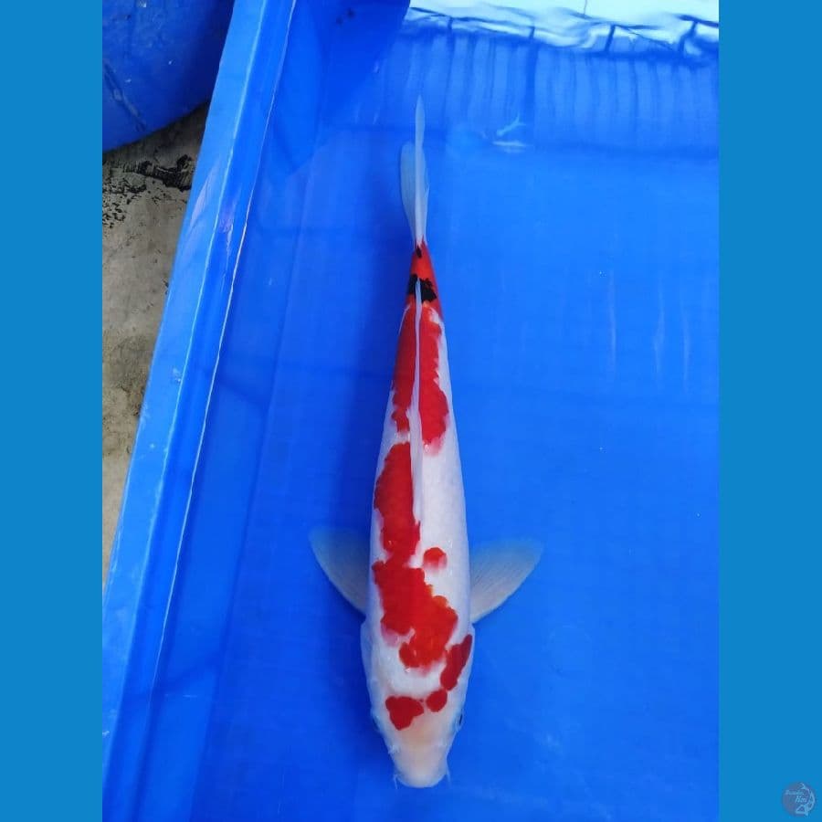 SHOWA STRONG 37 CM