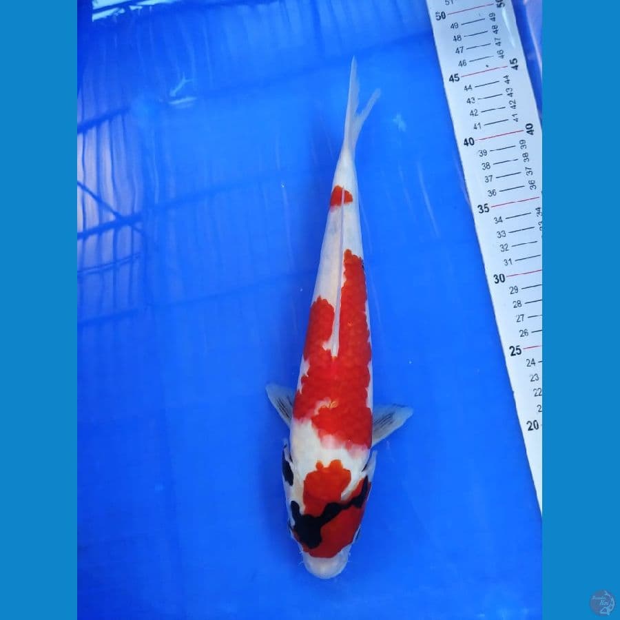 SHOWA MERAH SETRONG 33 CM