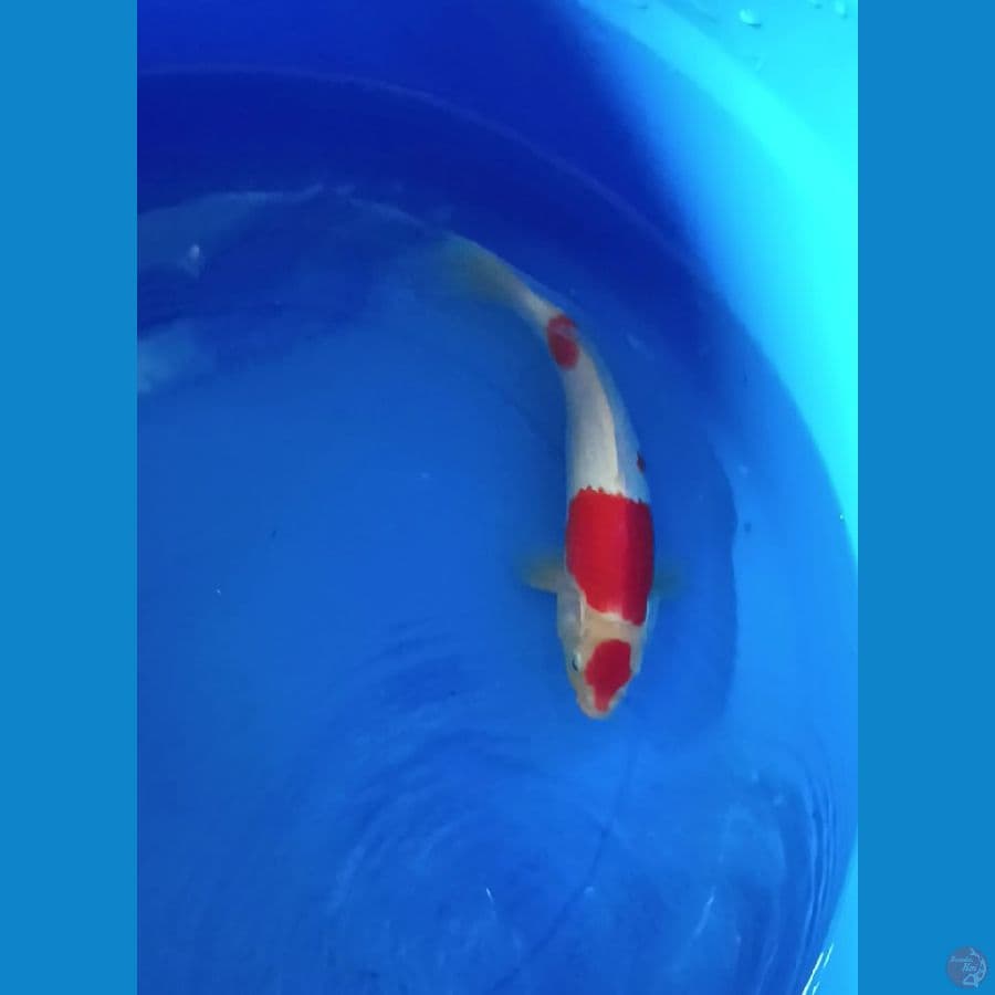 kohaku 30 cm