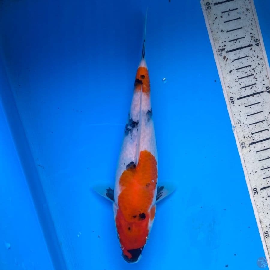 tategoi showa ,25cm