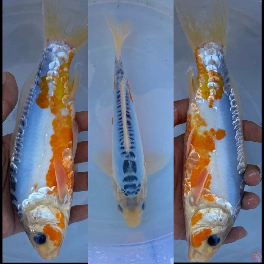 shusui ,22cm
