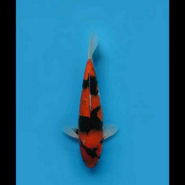 37cm - F1 Hi Showa Koleksi 