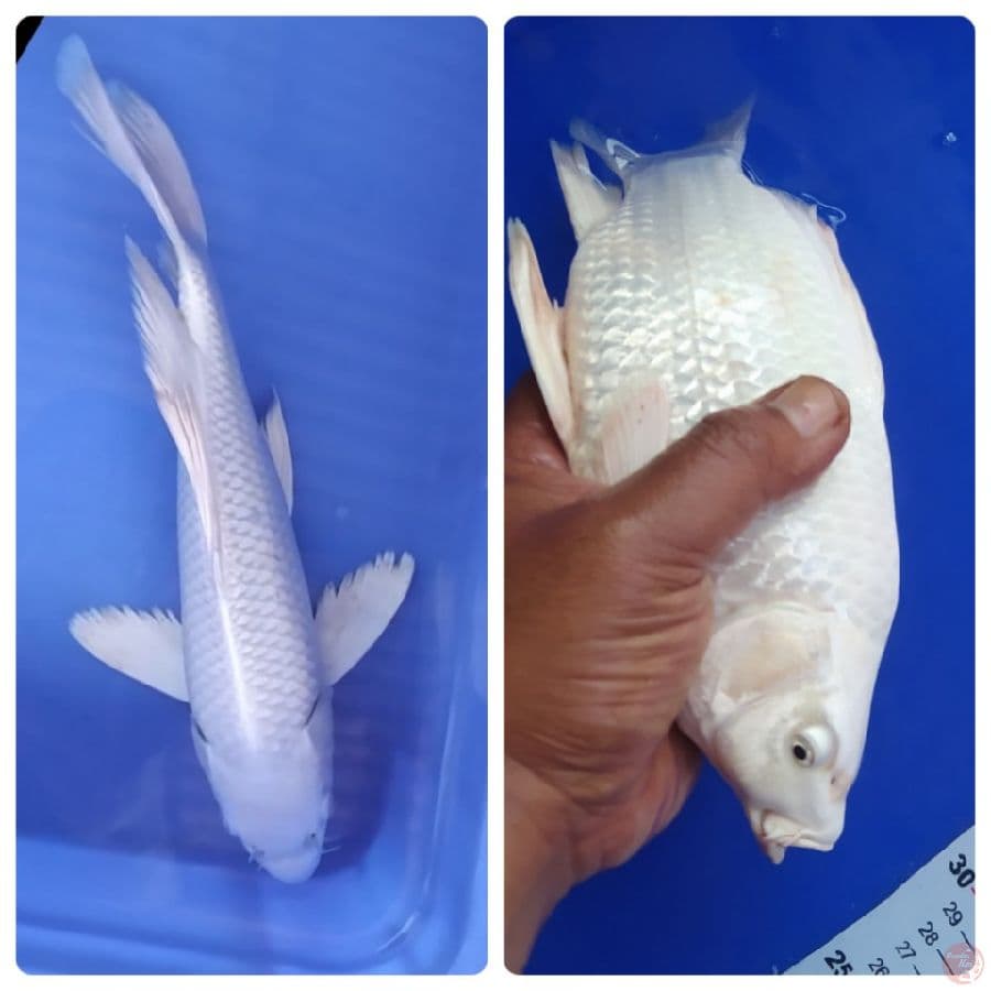 kumpai platinum 30 cm