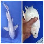 kumpai platinum 30 cm