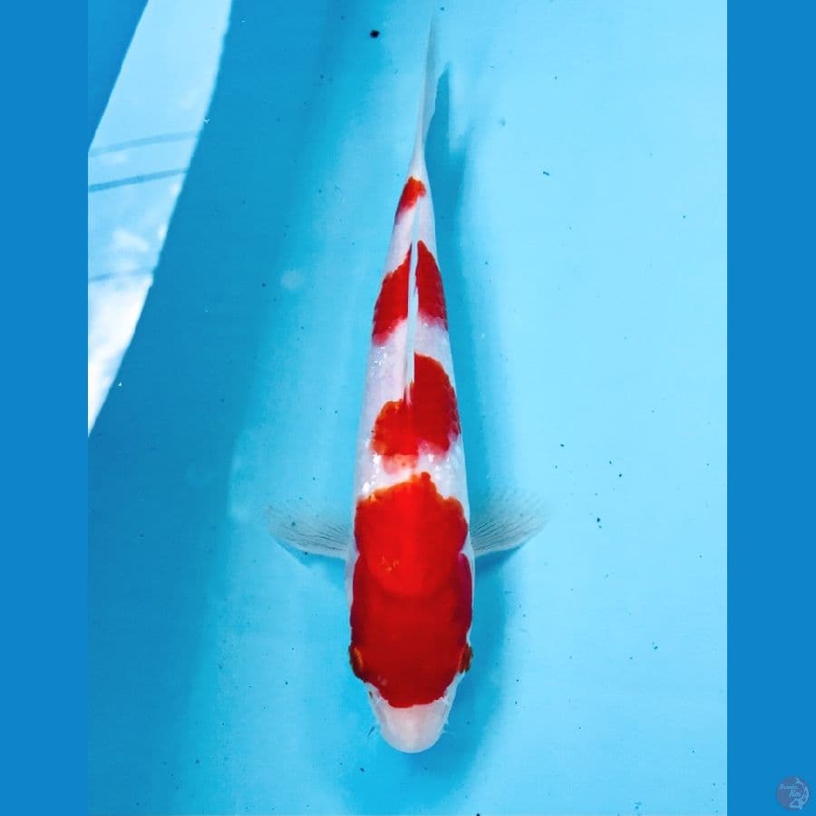 kohaku 19 cm