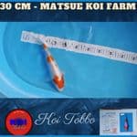 Kohaku Import Serti