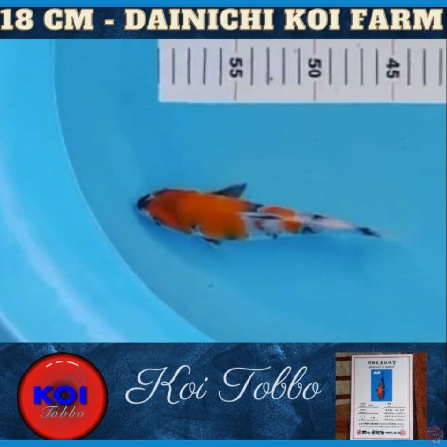 Showa Import Serti