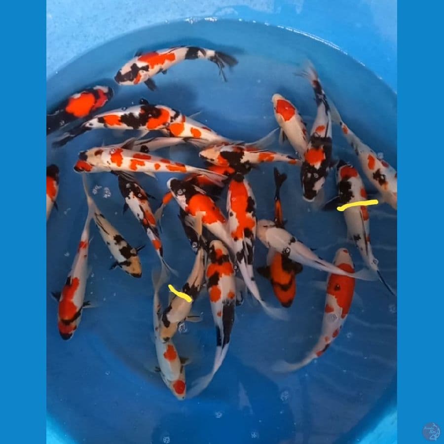 paket mix 27-34cm. 23ekor