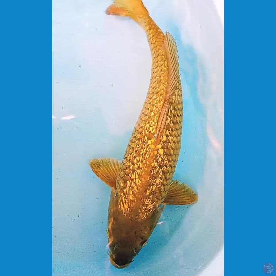 jumbo MIDORI GINRIN padat male 46 cm