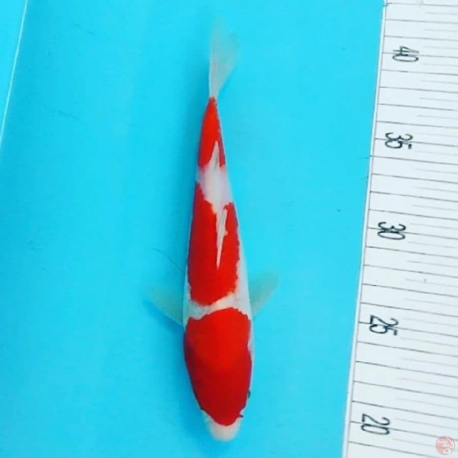 3 Step Kohaku 23