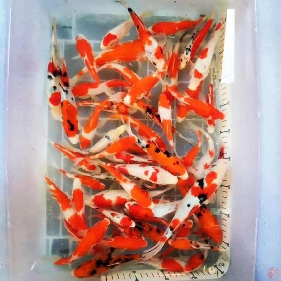 Gosanke 10 - 15 - 22CM 50Ekor