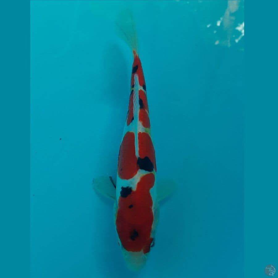 Yondan Doitsu murni (19cm)