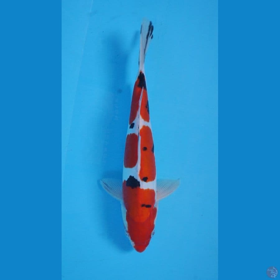 TAISHO SHANSHOKU 30CM ORIGINAL