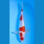 KOHAKU GINRIN SQ 30bu