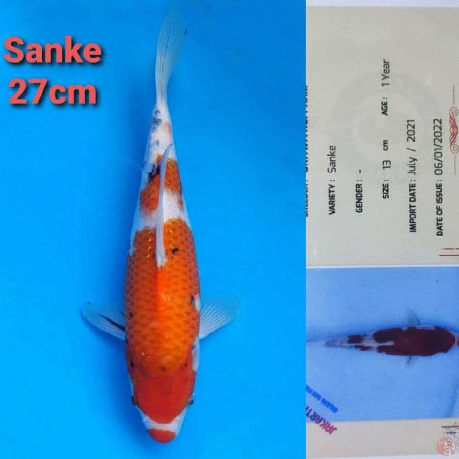 OKAWA SANKE 27CM